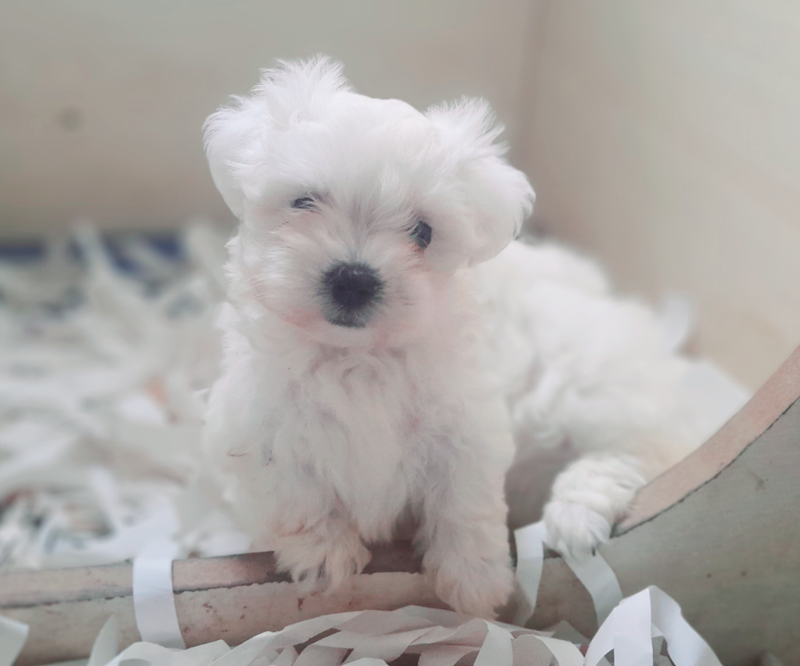 Satılık Tea cup Maltese Terrier Yavruları